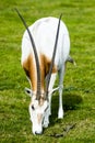 Scimitar-horned Oryx in the wild Royalty Free Stock Photo